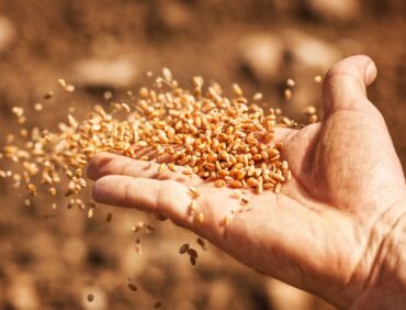 Embracing the Bounty of Kulak Seeds