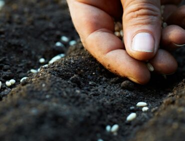 Exploring Rare and Unusual Vegetable Seeds