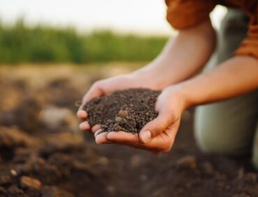 The Art of Natural Vegetable Farming at Kulak Seeds