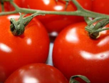 F1-Bhagyavan 592 Tomato