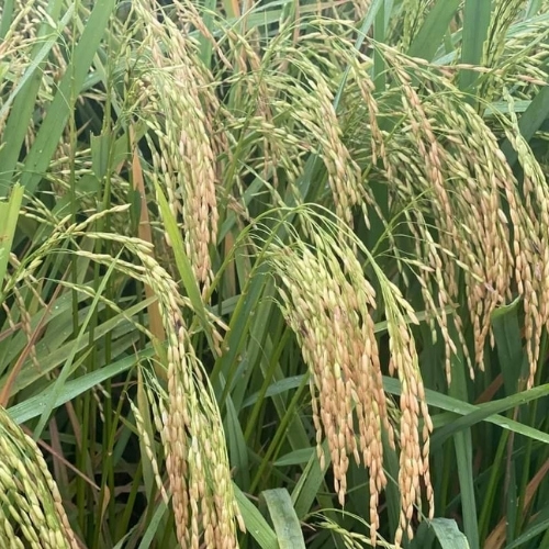 F1-Chandan Paddy
