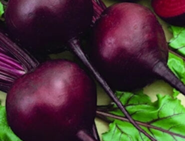 Dark Red Beet Root
