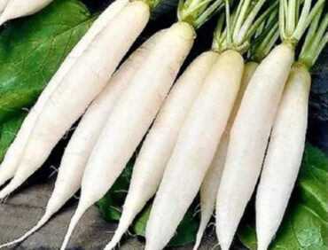 F1-K 33 Radish