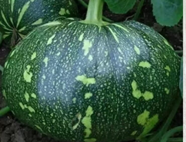 F1-NO 550 Pumpkin