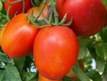 F1-Shri Sahu Tomato