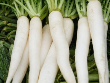 F1-Sundari 899 Radish