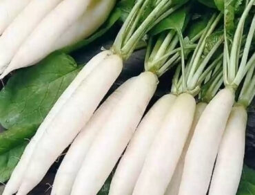 F1-Ujala 35 Radish