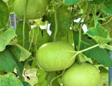 F1-442 Bottle Gourd