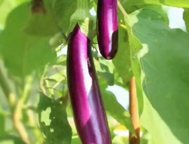 F1-706 Brinjal