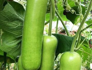 F1-Ajay 11 Bottle Gourd