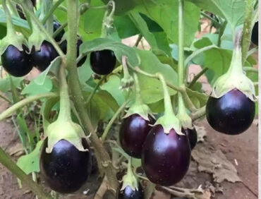 F1-Blue Magic Brinjal