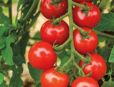 F1-Deshi No 01 Tomato