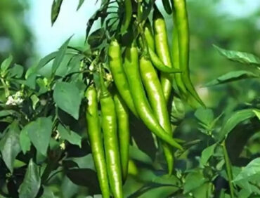 F1-Gabbar 101 Chilli