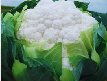 F1-Garima 50 Cauliflower