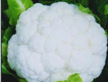 F1-Gauri Cauliflower