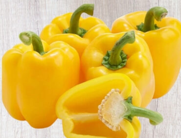 F1-Golden 24 Capsicum