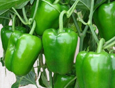 F1-Green Wonder Capsicum