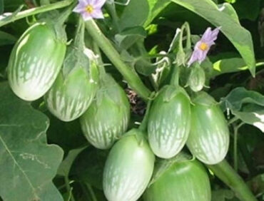 F1-Hari 28 Brinjal