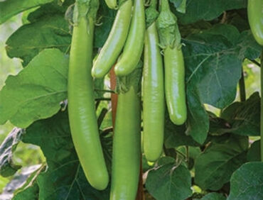 F1-Hari Long 46 Brinjal