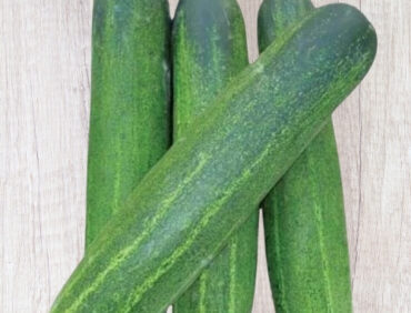 F1-Janvi Plus Cucumber