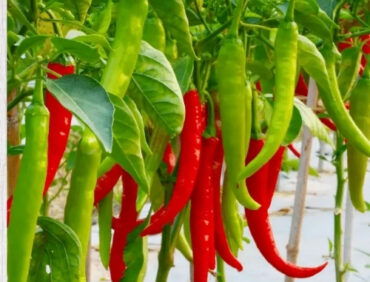 F1-Joy Chilli