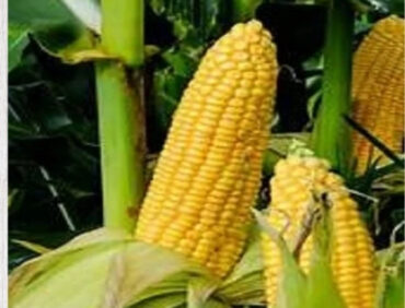 F1-K 3551 Maize