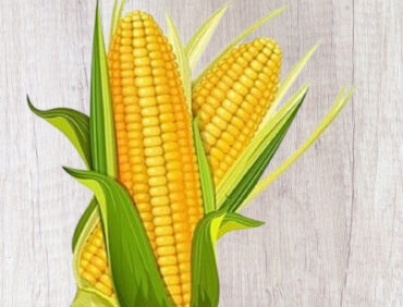 F1-K 040 Maize