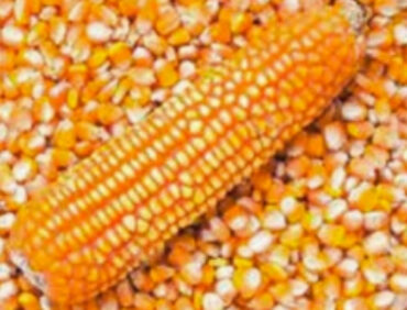 F1-K Hero 22 Maize