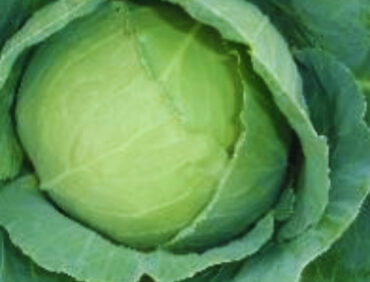 F1-Karishma Cabbage