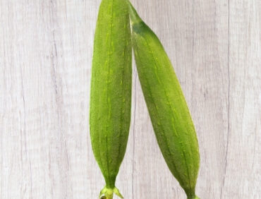 F1-Kavita (Dharidhar) Bottle Gourd
