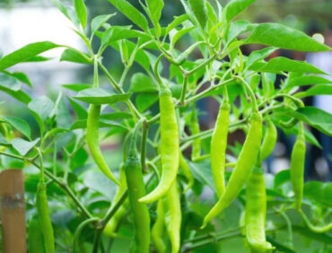 F1-KCH 3334 Chilli