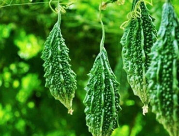 F1-Kulak 28 Bitter Gourd