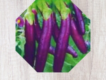 F1-Kulak Kranti Brinjal