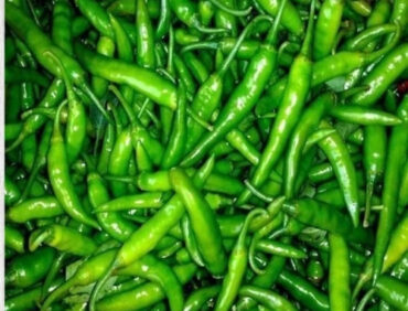 F1-Laxmi 101 Chilli