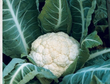 F1-Madhuri 82 Cauliflower