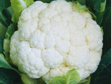 F1-Marshal 70 Cauliflower