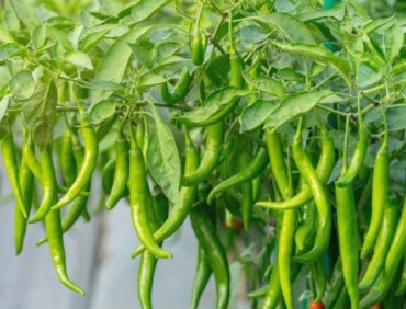 F1-Navkiran Chilli