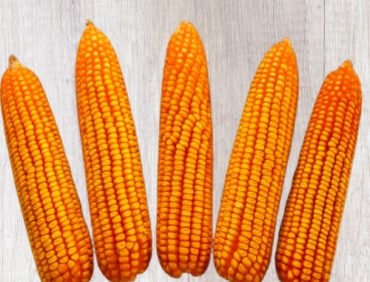 F1-Power K 3355 Maize