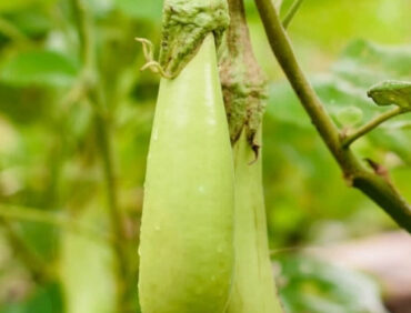 F1-Rajender No.1 Brinjal