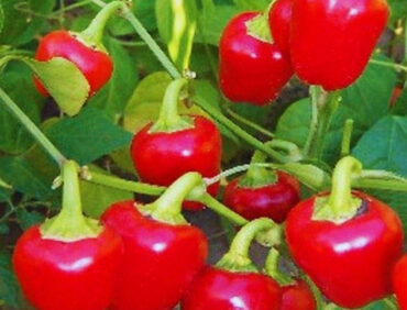 F1-Red Pearl 01 Capsicum