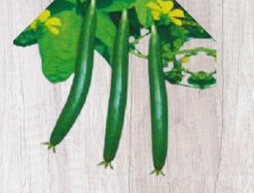 F1-Sarita Sponge Gourd