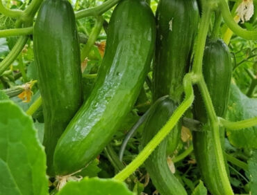 F1-Sonakshi Cucumber
