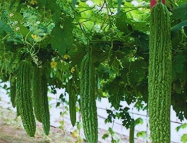 F1-Suman Shree Bitter Gourd
