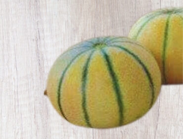 F1-Sunny 24 Muskmelon