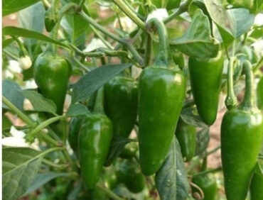 F1-Super Bullet 11 Chilli