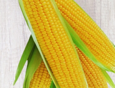 F1-Sweet 17 Maize