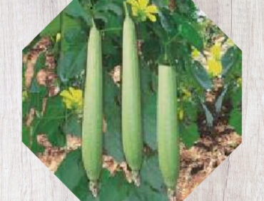 F1-Sweta Sponge Gourd