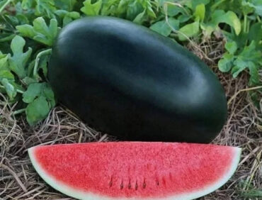 F1-Tarun Watermelon