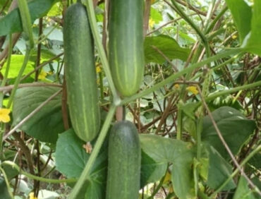 F1-Victor Cucumber
