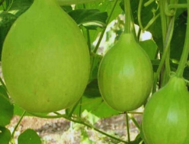 F1-Yogi Bottle Gourd